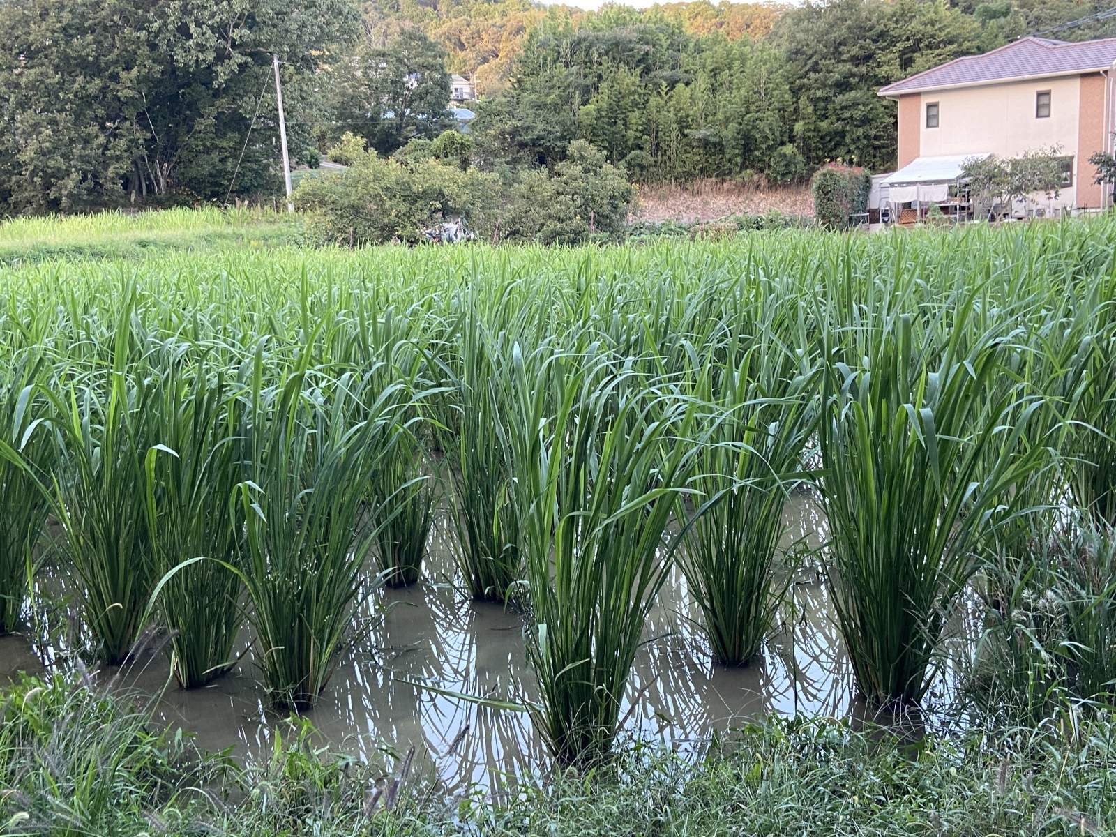 画像3: マコモダケ　1キロ